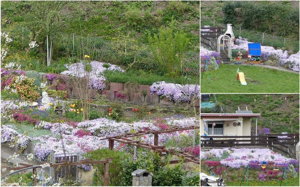 Blumenpracht an der...