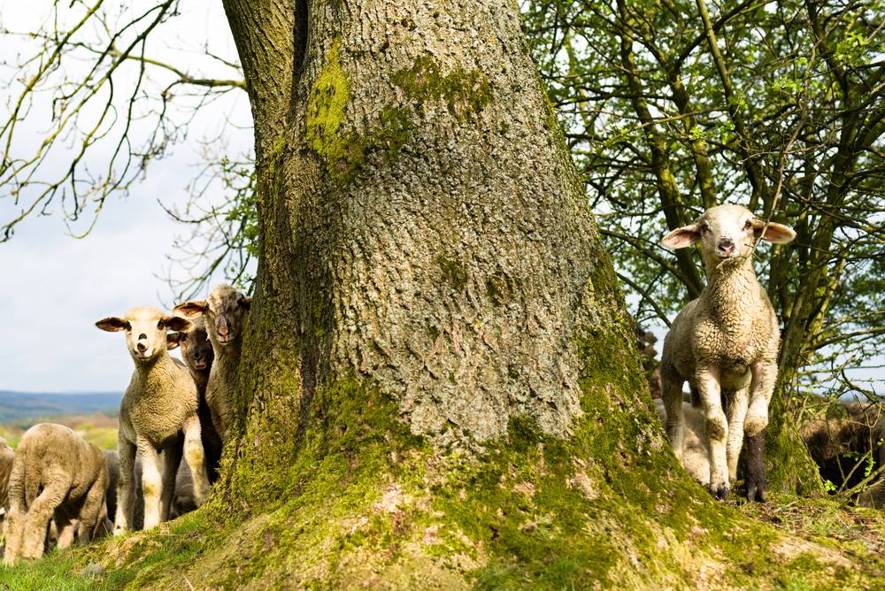 Neugierige Osterlämmer auf...