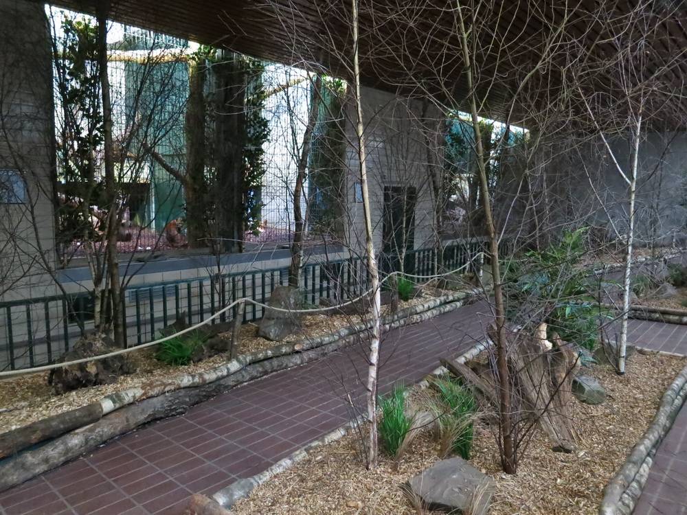 Wieder freier Blick auf die Großkatzen