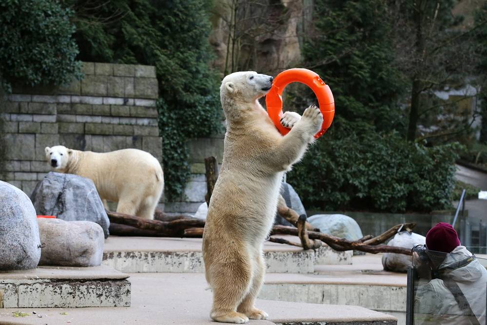 Ich möchte ein Eisbär sein