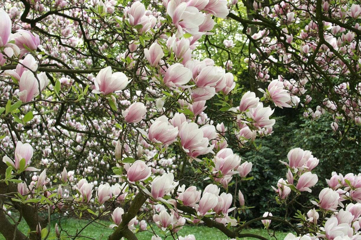  Frühjahr im Zoo - die blühenden Bäume sowie die zusätzlichen Veranstaltungen ziehen die Besucher an.  