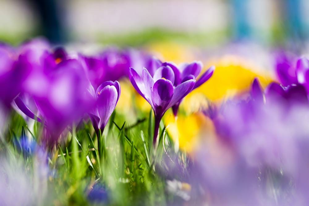 Leser-Fotos: Der Frühling ist da!