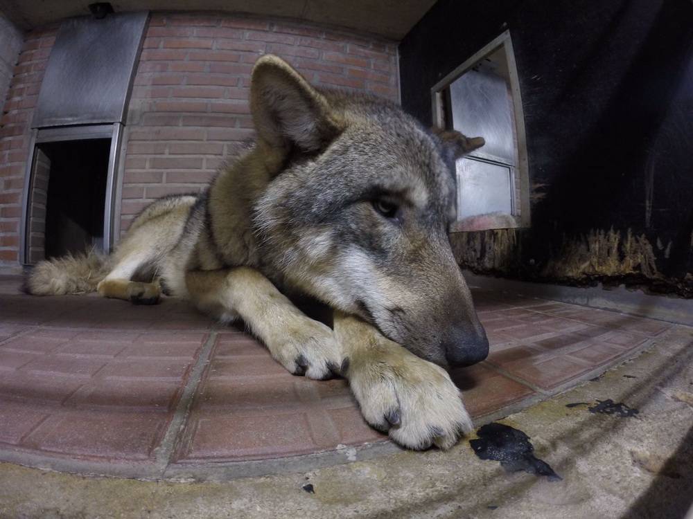 Neue Wölfe an der Hubertusallee