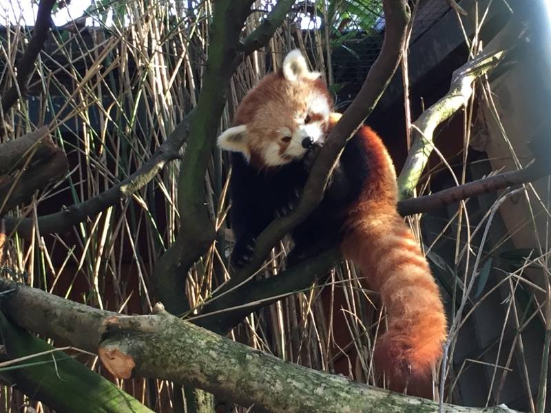 Mehr Besucher an der Hubertusallee