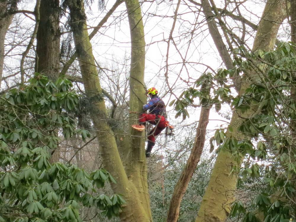 Startschuss für "Aralandia"