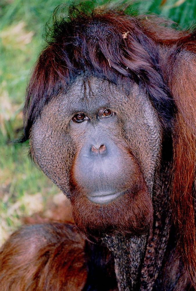  Vedjar wurde von seinen Leiden erlöst. 