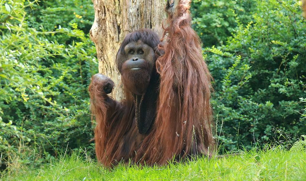 Vedjar 2013 auf der Außenanlage. 
