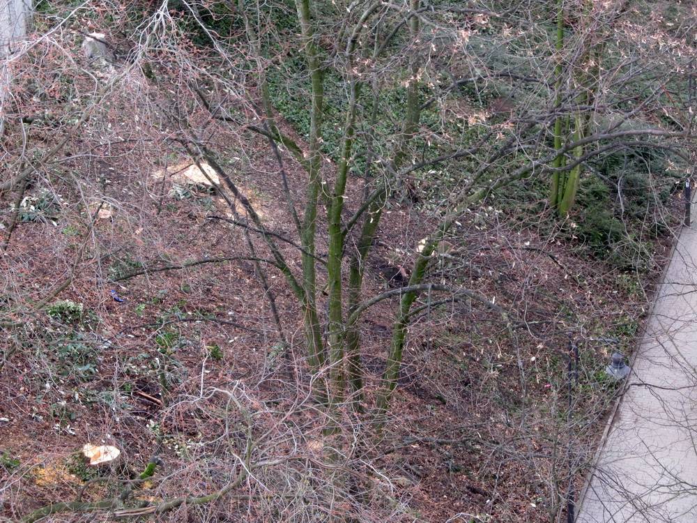 Baumfällungen am Rosenmontag