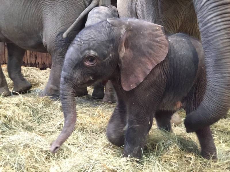 Zoo Wuppertal: Elefant namens "Tuffi" geboren