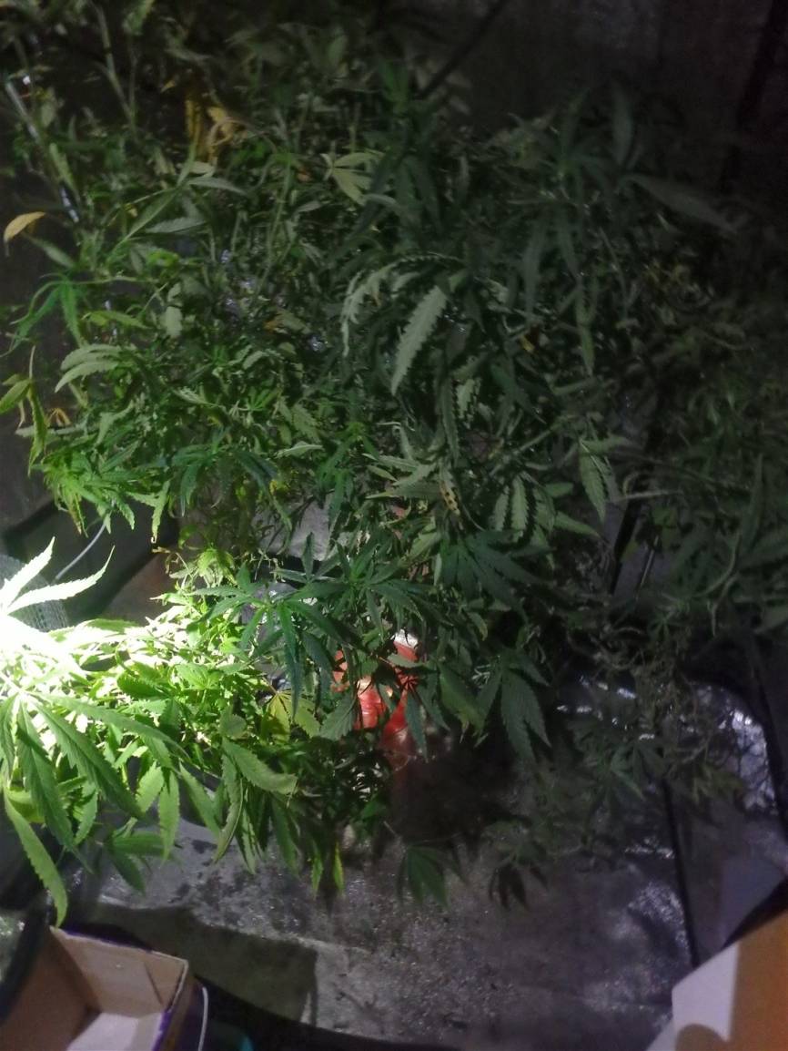 Polizei entdeckt Cannabis-Pflanzen