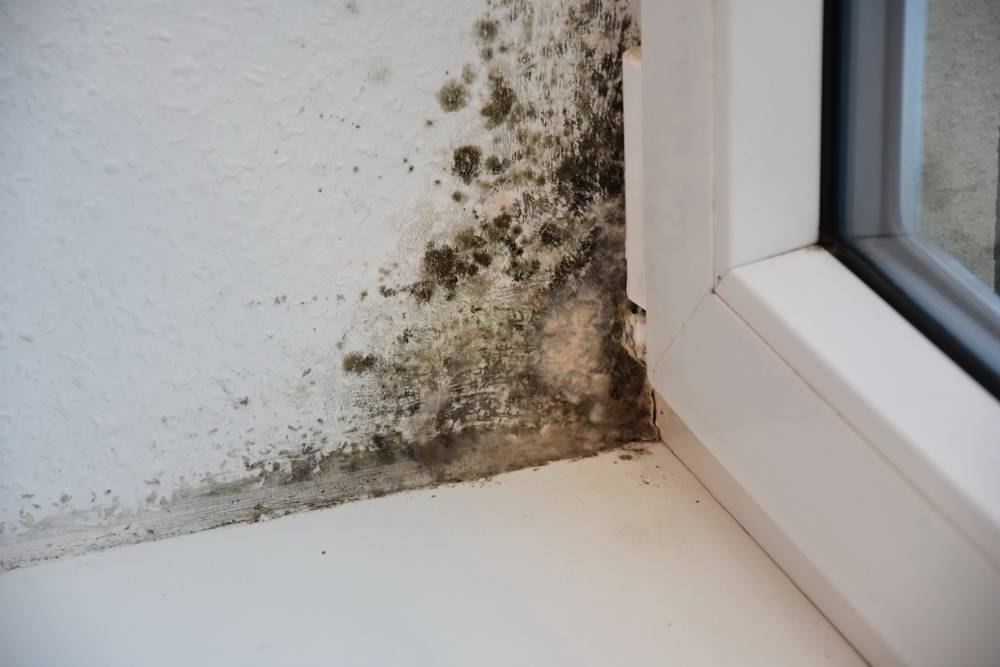  Unübersehbarer Schimmel. 