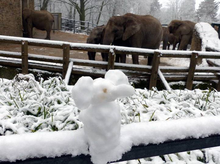Leser-Foto: Elefanten im Schnee