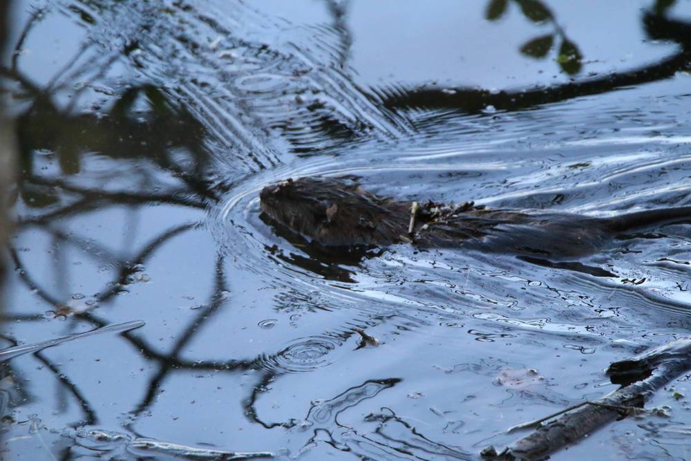 Leser-Fotos: Die Wupper lebt