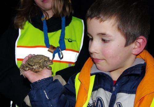 Ehrenamtliche Krötenretter gesucht