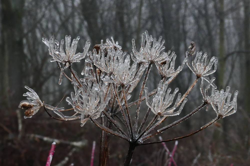 Zu glatt: Zoo öffnet nicht