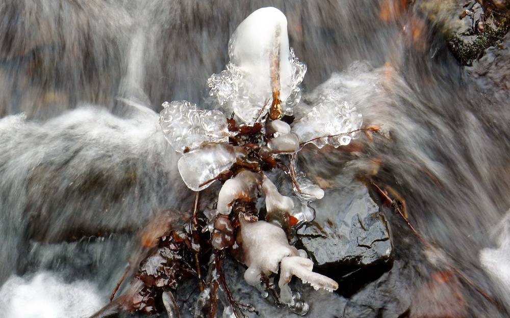 Eine echte „Eisblume“...