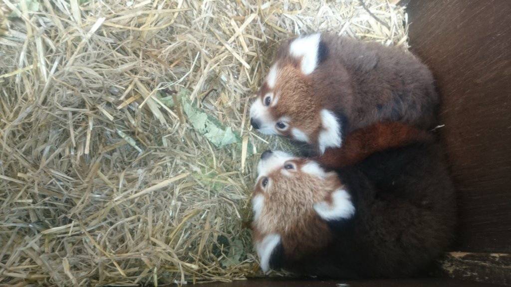 Der Grüne Zoo: Rote Pandas ziehen nach Wuppertal