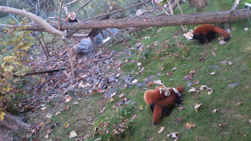  Die Tiere haben erst einmal ein Ersatzgehege in der Nähe der Direktion bezogen.  