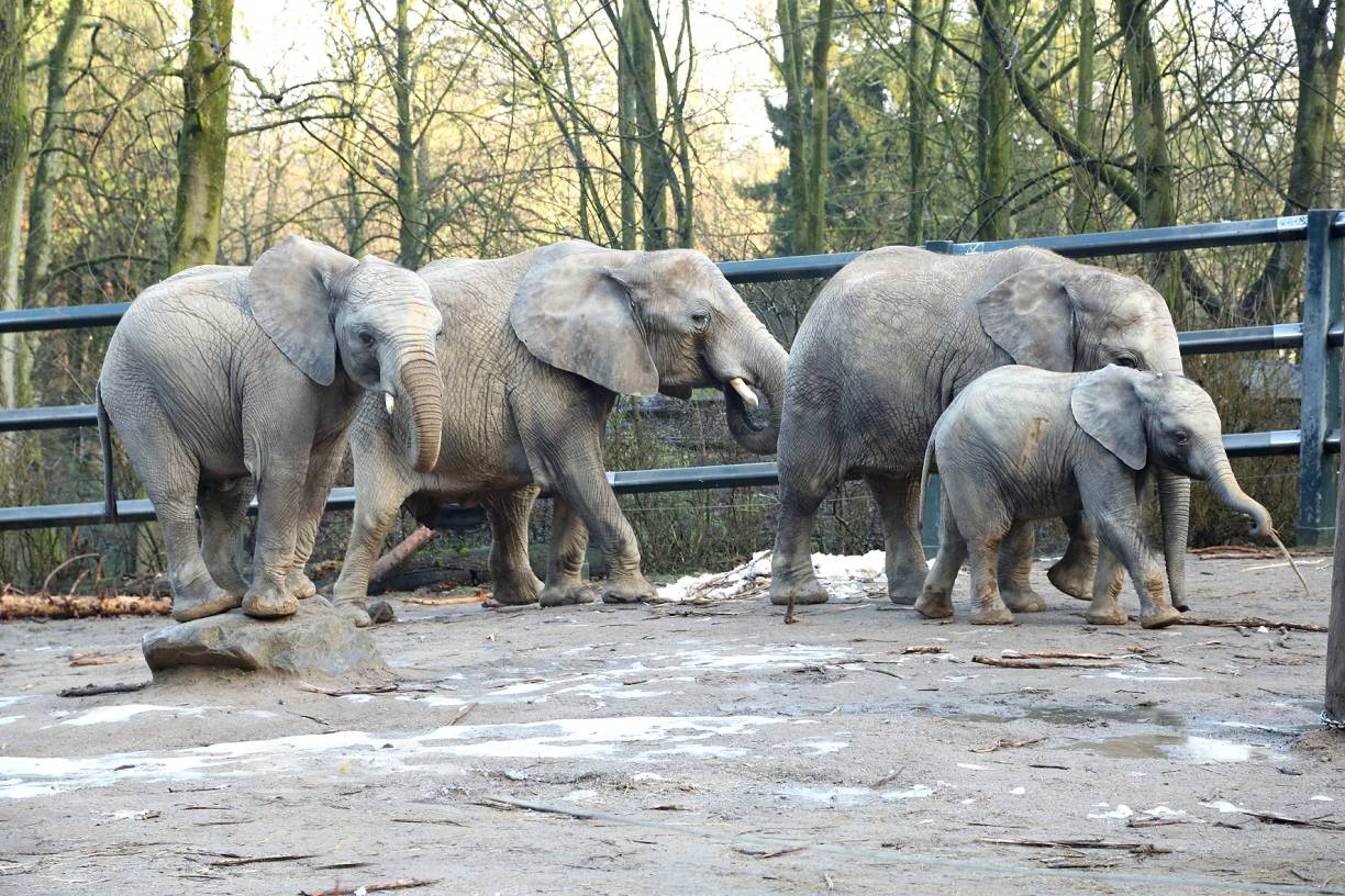 Elefantenbulle bleibt zunächst in Wuppertal