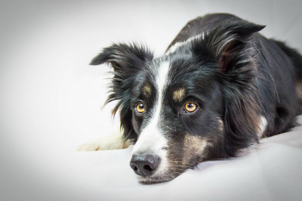  Wer seinen entlaufenen Hund sucht, der muss in Remscheid oder in Witten an der Ruhr nach ihm forschen. 