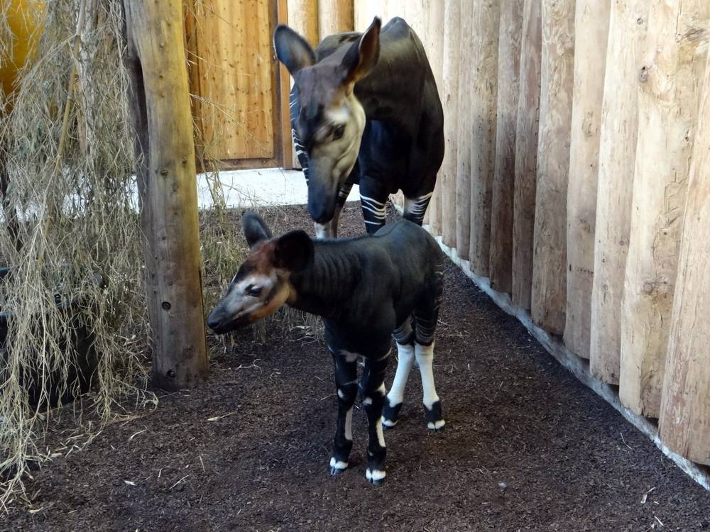  Nachwuchs bei den Okapis. 