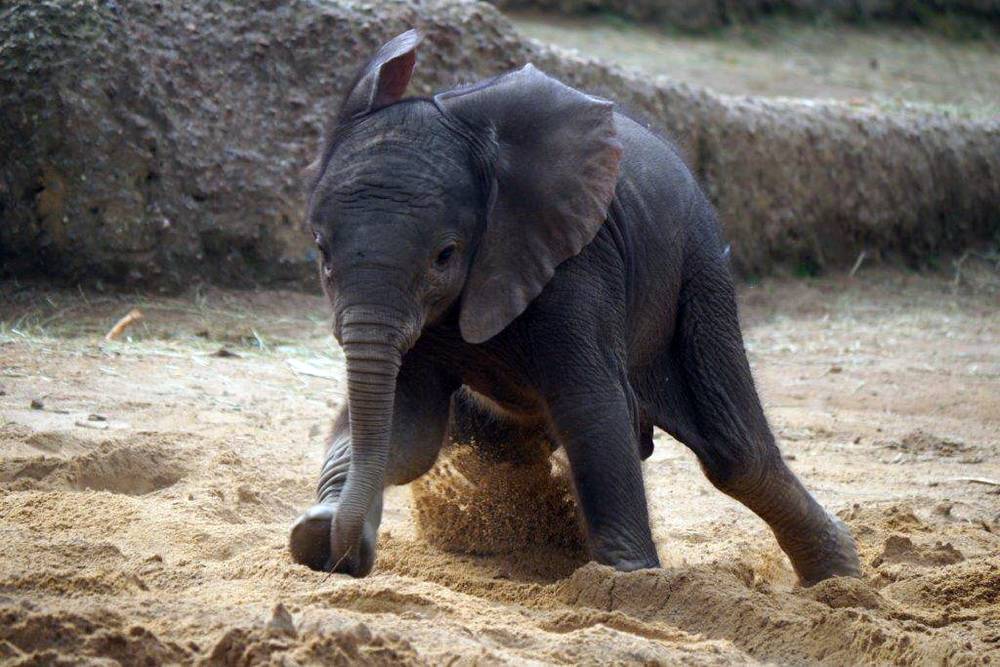 Mehr Besucher an der Hubertusallee