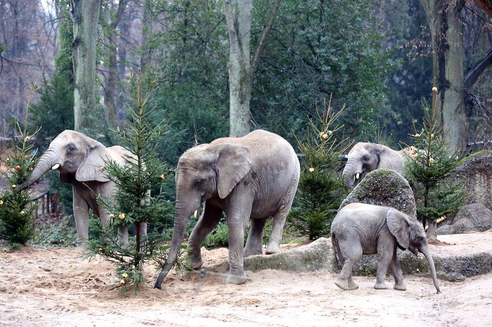  Geschickt holten sich die Elefanten die Leckereien. 