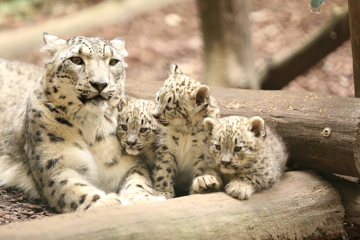  Aditi mit ihren Jungtieren. 