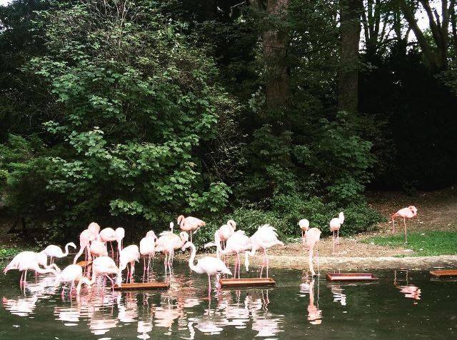 Die Flamingos wurden wegen des Projektes Aralandia umgesiedelt. 