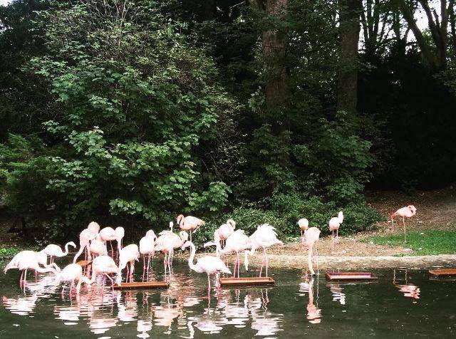 Flamingos verlassen Wuppertal