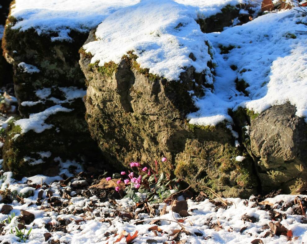 Leser-Foto: Frühlings-Vorboten