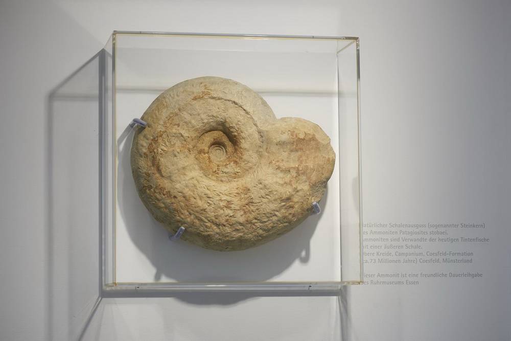 Junior Uni: Schätze aus dem Fuhlrott-Museum