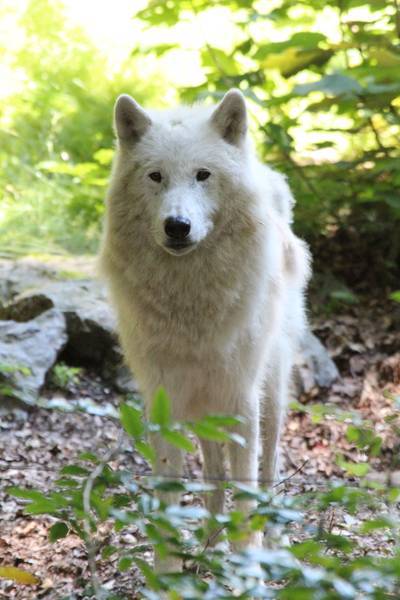 Dreamer stirbt mit 14 Jahren