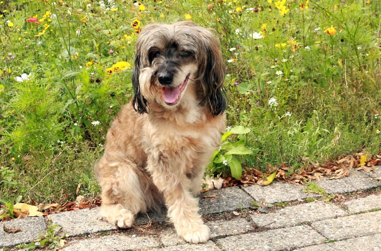  Die kleine Bonny hatte Glück: Sie konnte das Tierheim verlassen und lebt heute bei Rundschau-Fotografin Barbara Scheer. 