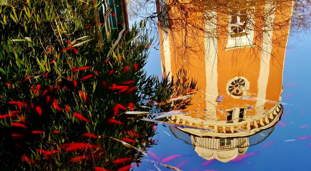 Leser-Foto: Goldfische auf der Hardt