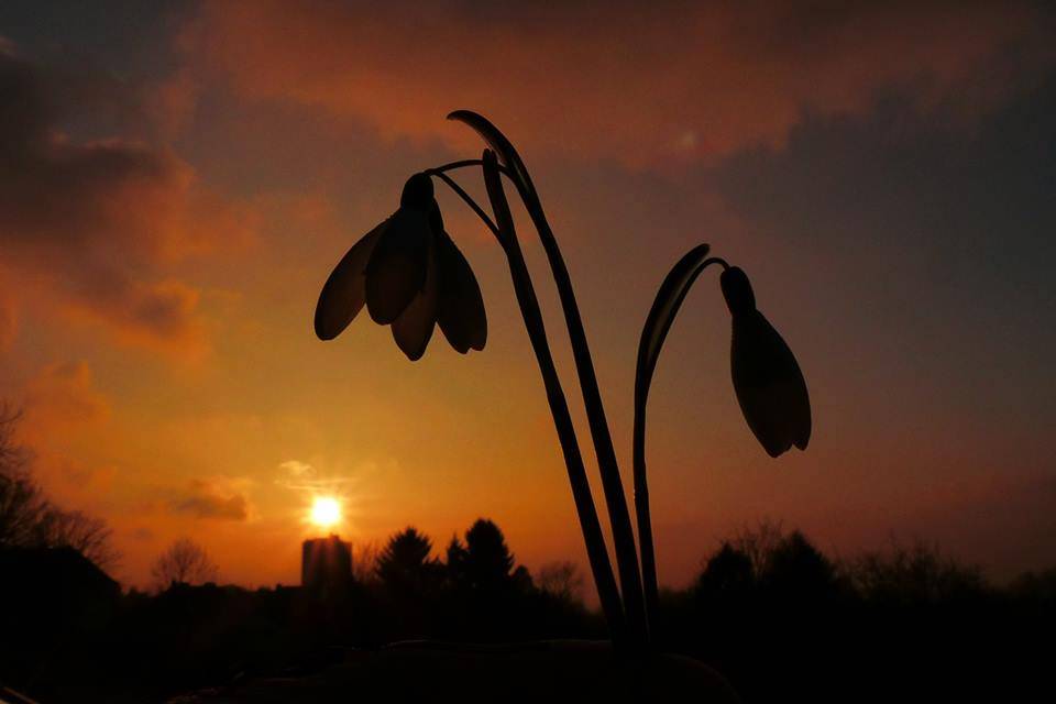 Leser-Foto: Abendliches Schneeglöckchen