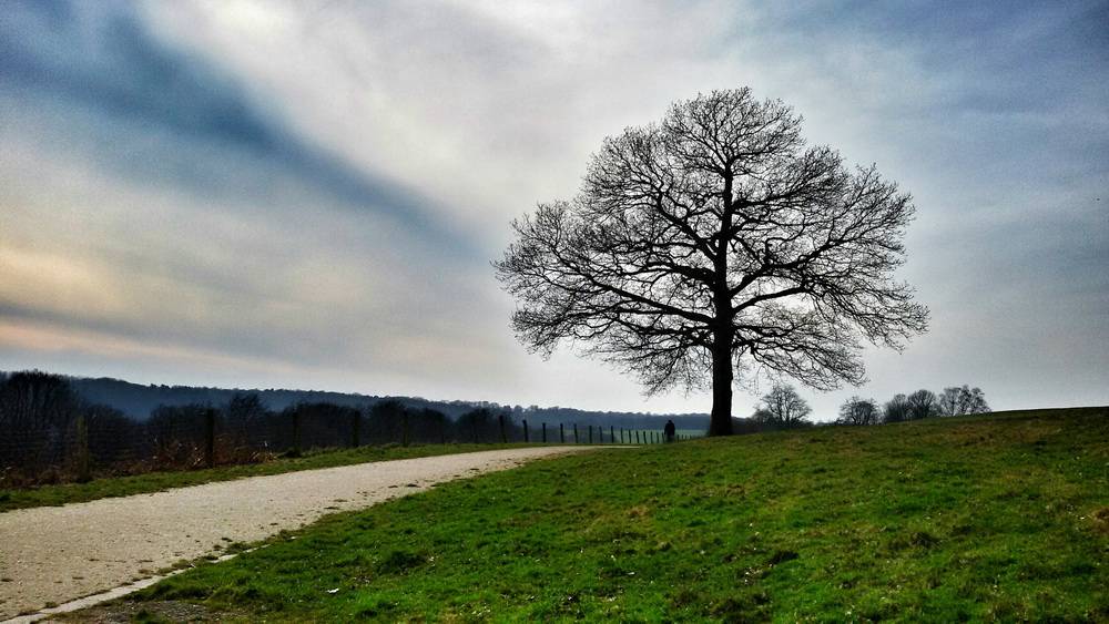 Leser-Foto: Mein Freund der Baum