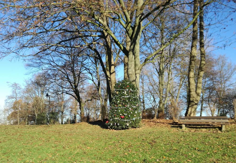 Leser-Foto: Ein Weihnachtsbaum-Baum