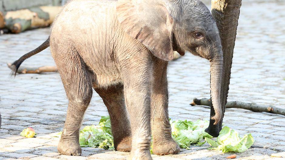 Ein echter "Tuffi" im Wuppertaler Zoo