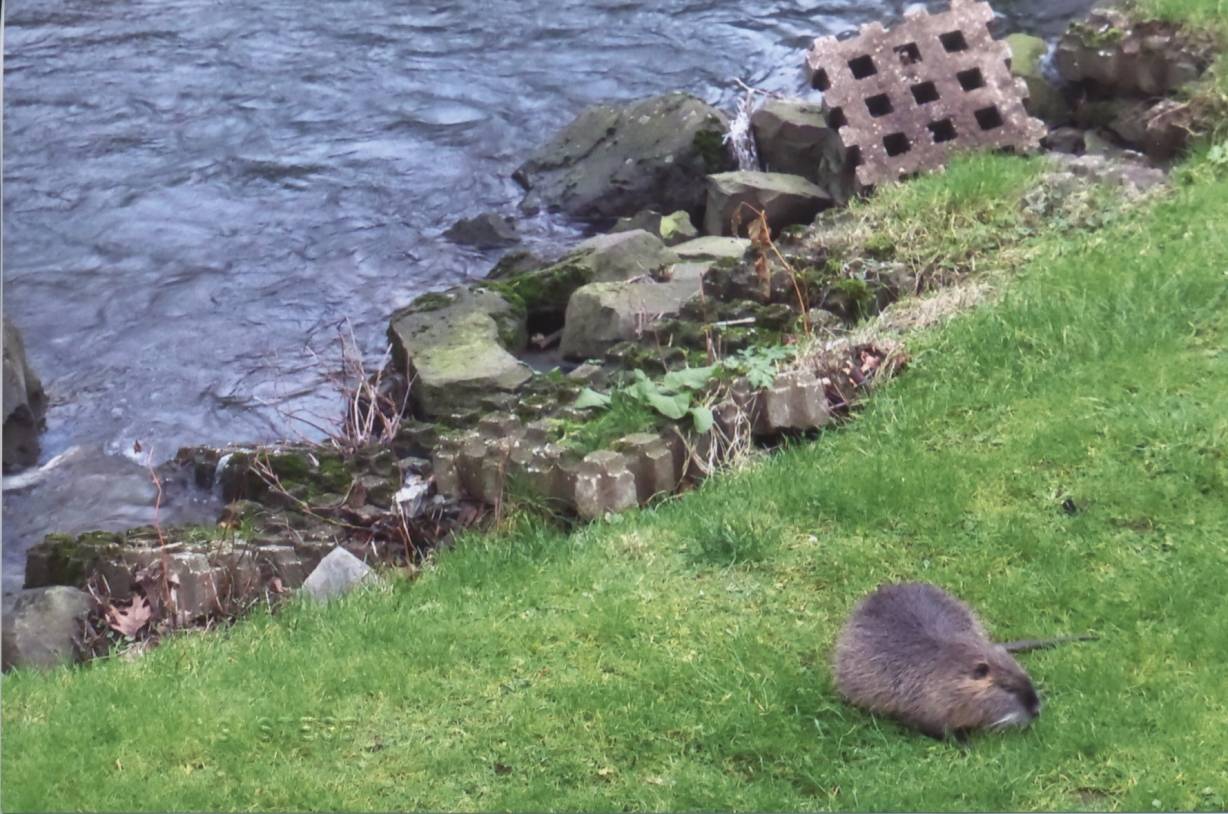 Am Unterbarmer Wupperufer...