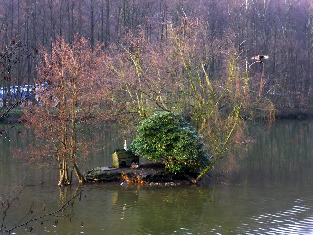 Heute dagegen sieht es am Laaker Teich so aus: Die Natur mit kleiner See-Insel für Tiere ist durch einen Zaun geschützt. 