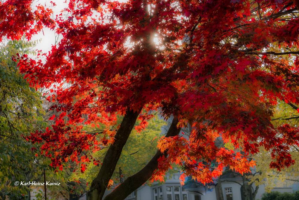 Leser-Foto: Farbenpracht am Zoo