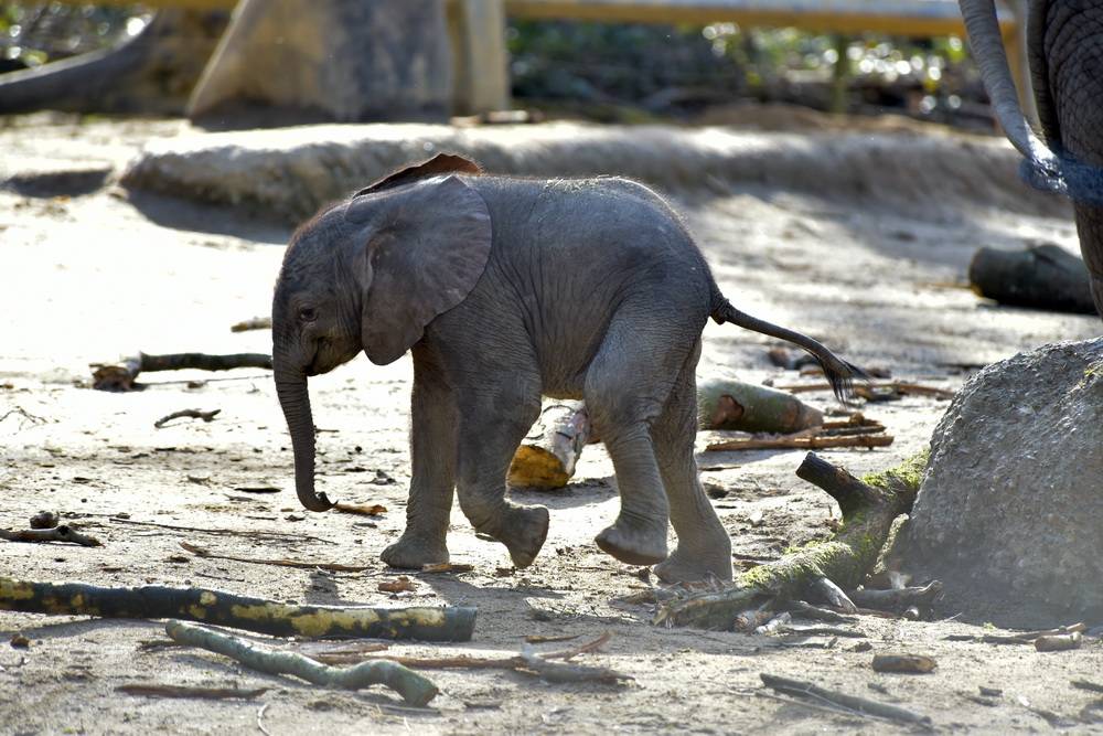 Leckereien für die Elefanten