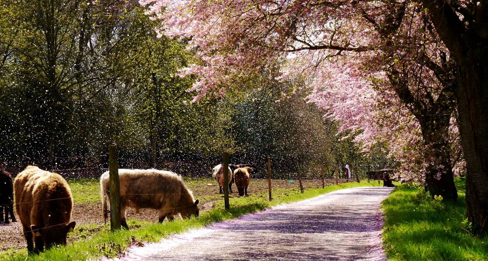 Leser-Foto: Fast wie ein Schneesturm