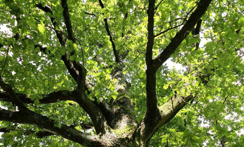 Baum-Spaziergänge durch Wuppertal