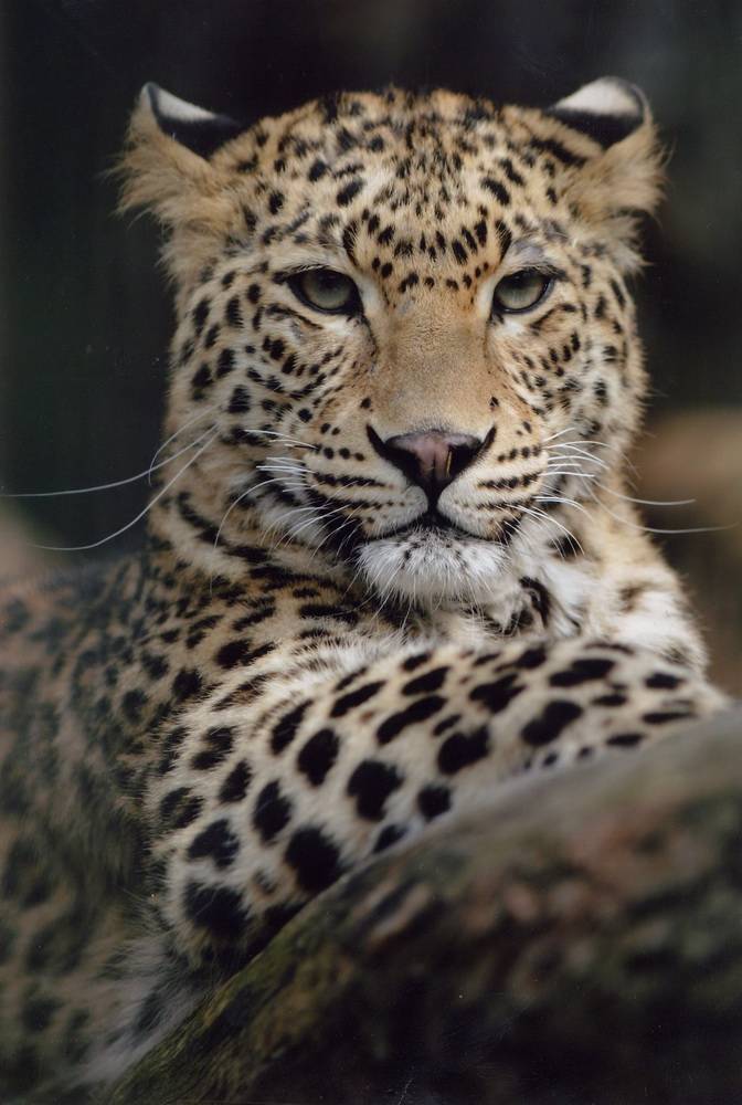 Das Zootier des Jahres ist der Leopard