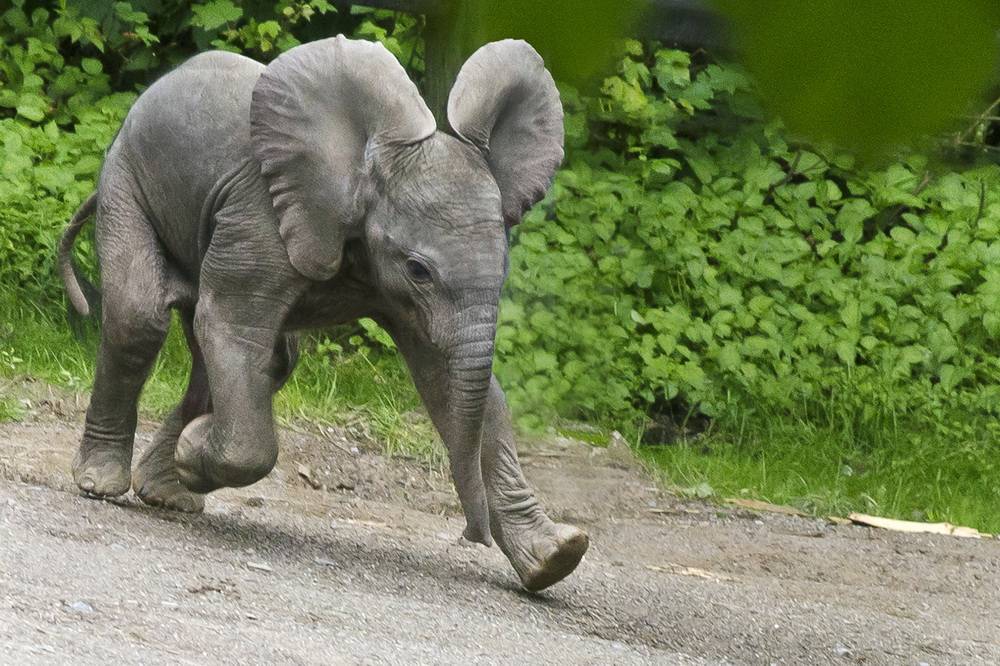  Ein wirklich tierisches Motiv. 