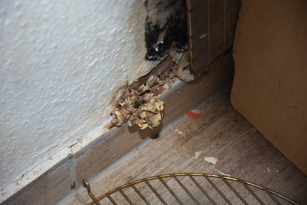  In der Küche hat sich bereits ein besonders ekliger Pilz gebildet. 