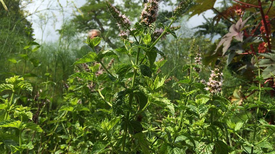 Pfefferminze wird gegen Gallenbeschwerden und Krämpfe eingesetzt.  ...