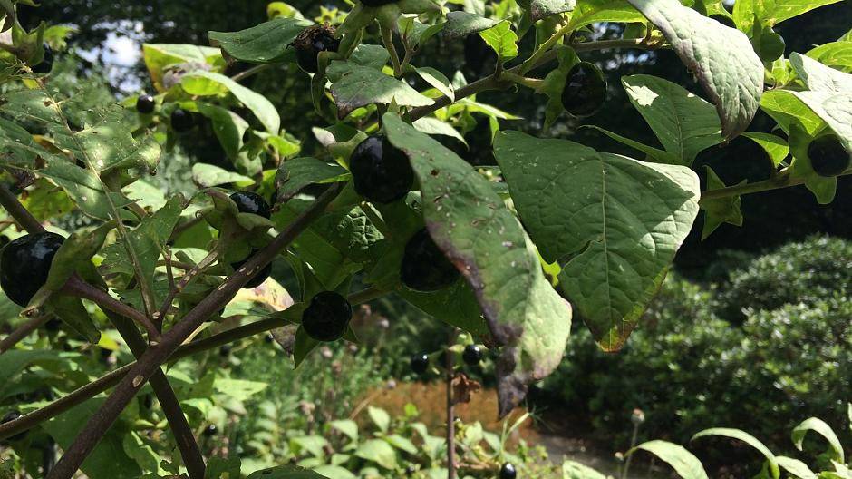 Diese Pflanzen machen gesund